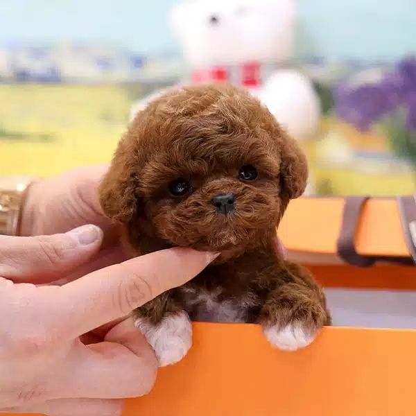 Koreli Red Brown Toy Poodle Yavrularımiz
