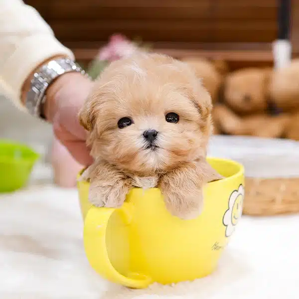 Oyuncak Gorunumlu Maltipoo Bebeklerim