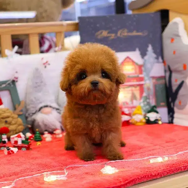 Yildiz Adayi Korean Export Toy Poodle Yavrularım
