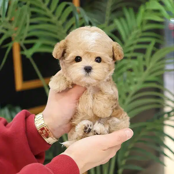 Ipeksi Guzellikteki Toy Poodle Bebislerim
