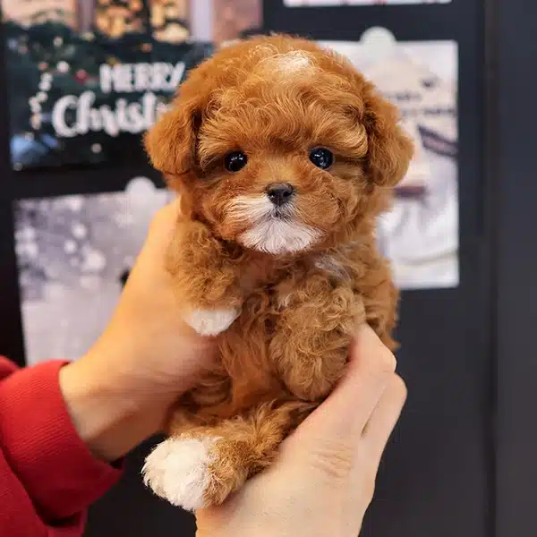 Party Clour Renk Pigmentli Toy Poodle Bebişlerimiz