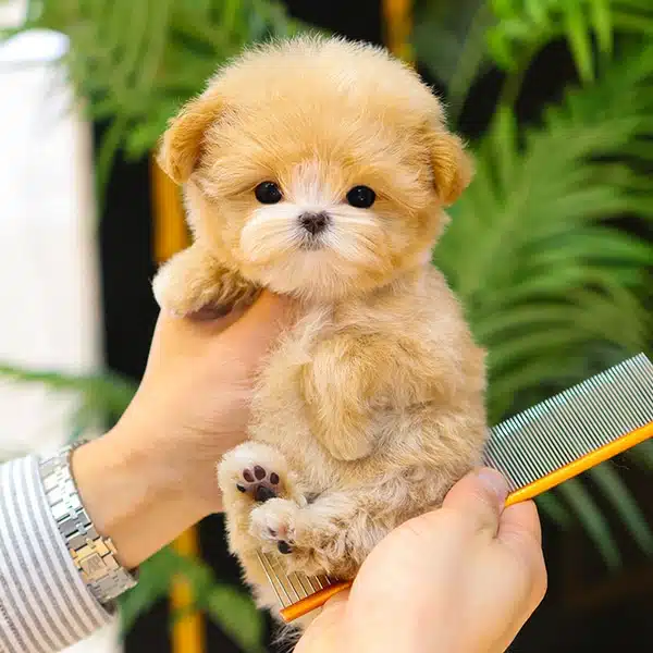 Tatli Ve Seker Ozel Kore Maltipoo Bebeklerim