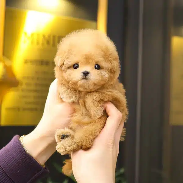 Show Duzeydeki Toy Poodle Cocuklarim