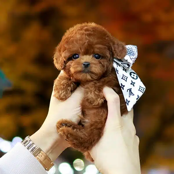 Muazzam tüy Yapisina Sahip Korean Toy Poodle Yavrularım