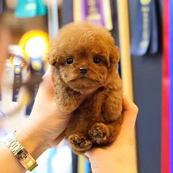 Teacup Boyutlu Akilli Toy Poodle Bebeklerimiz