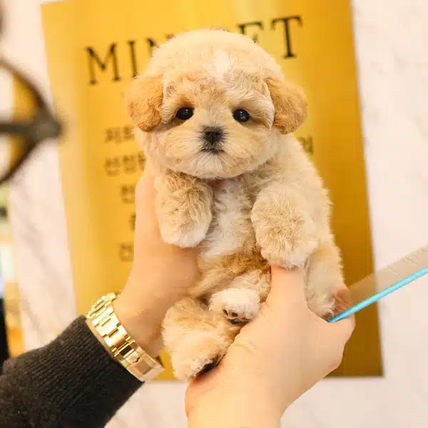 Ipeksi Kadife tüy Yapılı Toy Poodle Bebeklerim