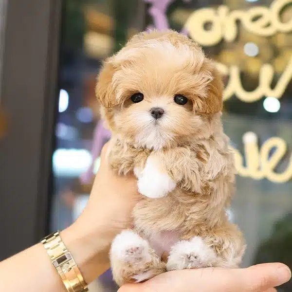 Super Zeki Ust Kalite Toy Poodle Yavrularım
