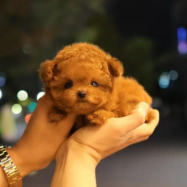 Orjinal Teddy Face Koreli Cilgin Poodle Bebişlerimiz