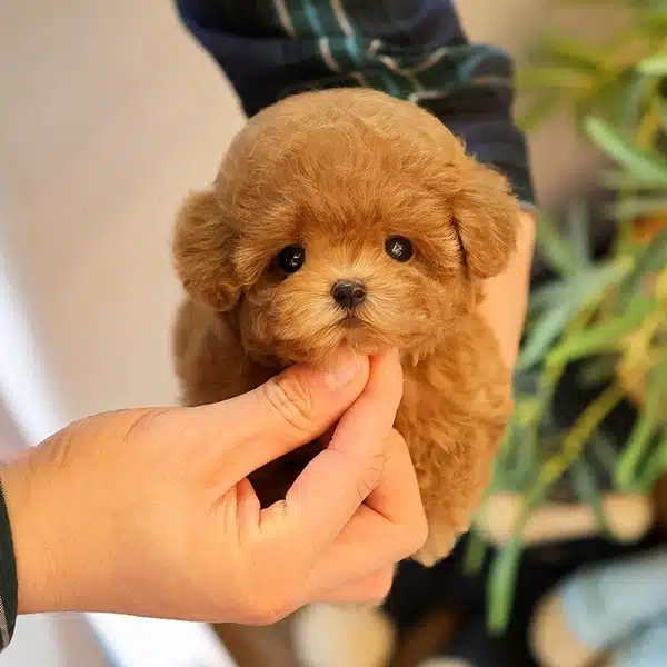 Cok Ozel Ve güzel Tuvalet Eğitimli Toy Poodle Yavrularım