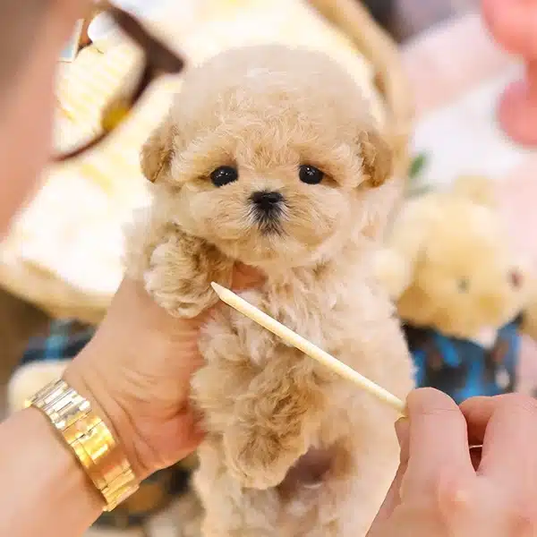 Kalin Pati Ayı Surat Toy Poodle Bebeklerimiz