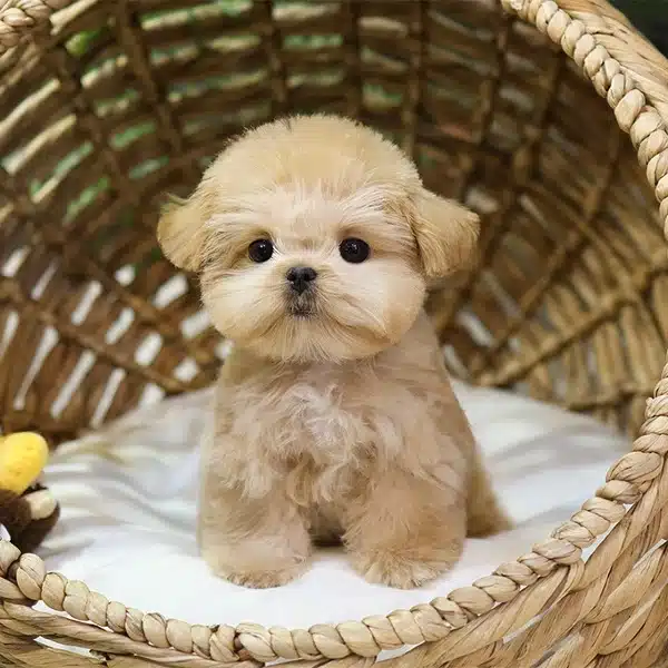 Gerçek Koreli Maltipoo Bebeklerim