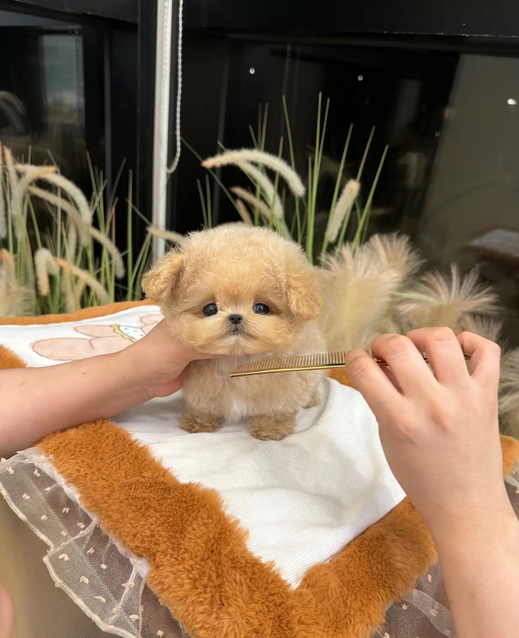 Huzur Dolu Sevgi Arsizi Toy Poodle Bebeklerimiz