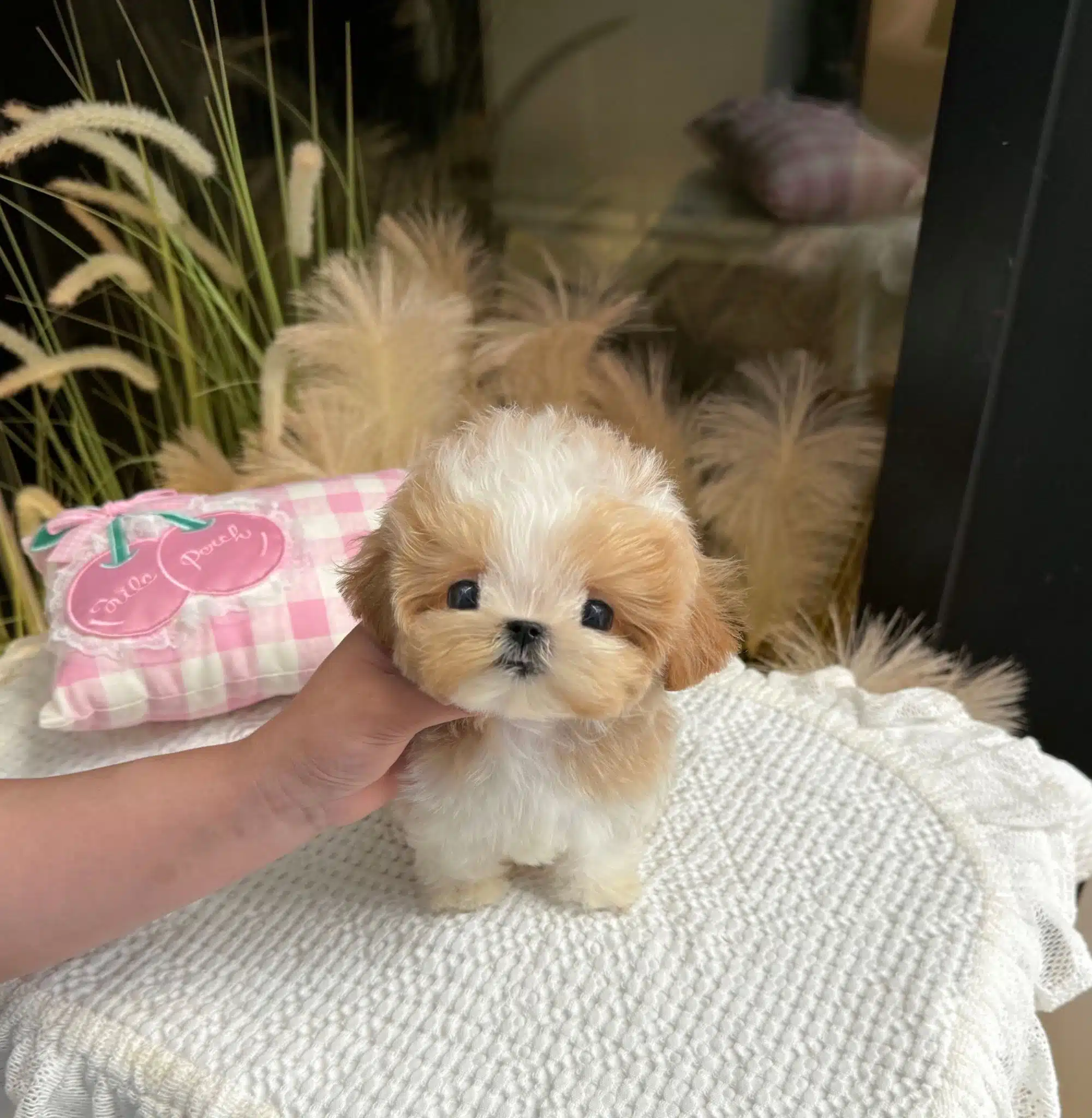 Minnak Tatli Korean Toy Poodle Cocuklarim