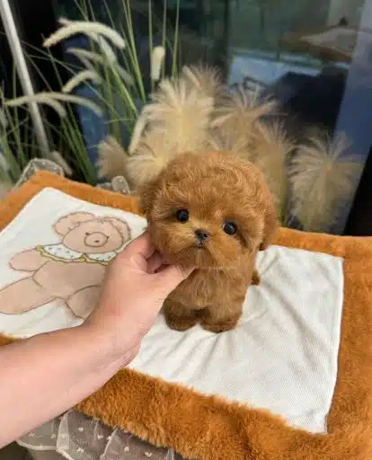 Ozel Mi Ozel Korean Toy Poodle Bebişlerimiz