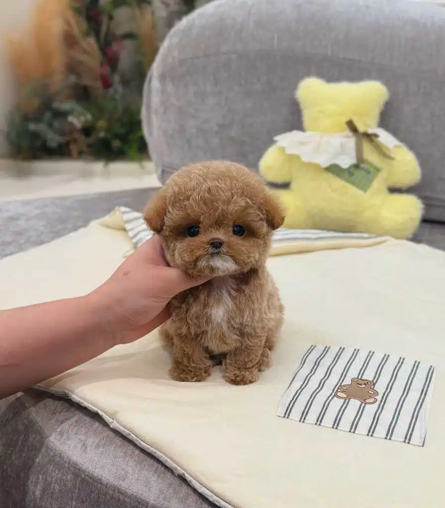 Ozelmi Ozel Kore Toy Poodle Bebişlerimiz