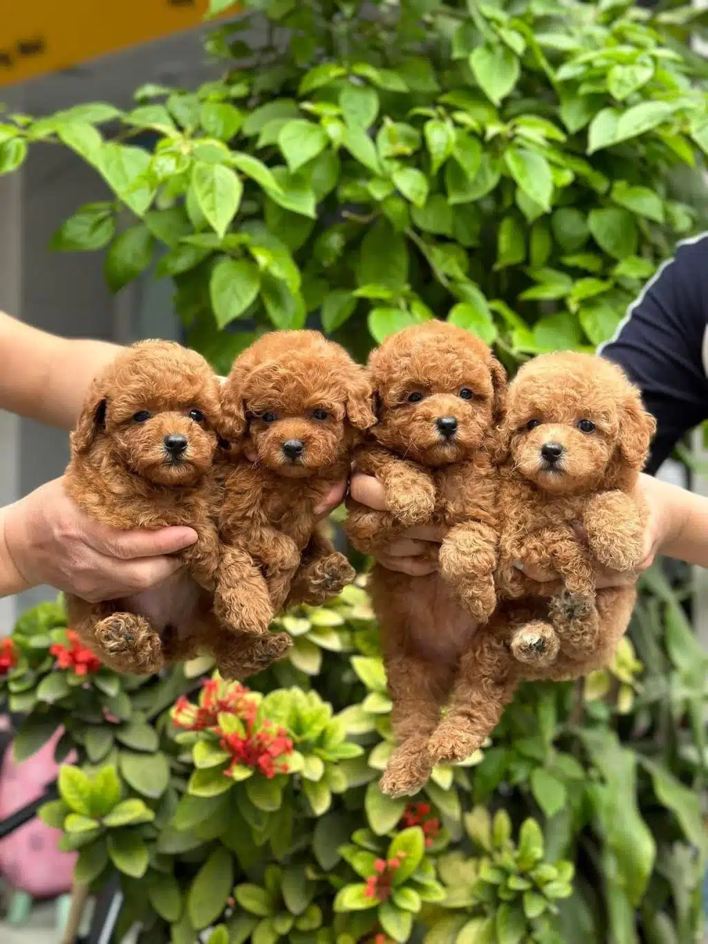 Cok Ozel Red Renk Maltipoo Cocuklarim