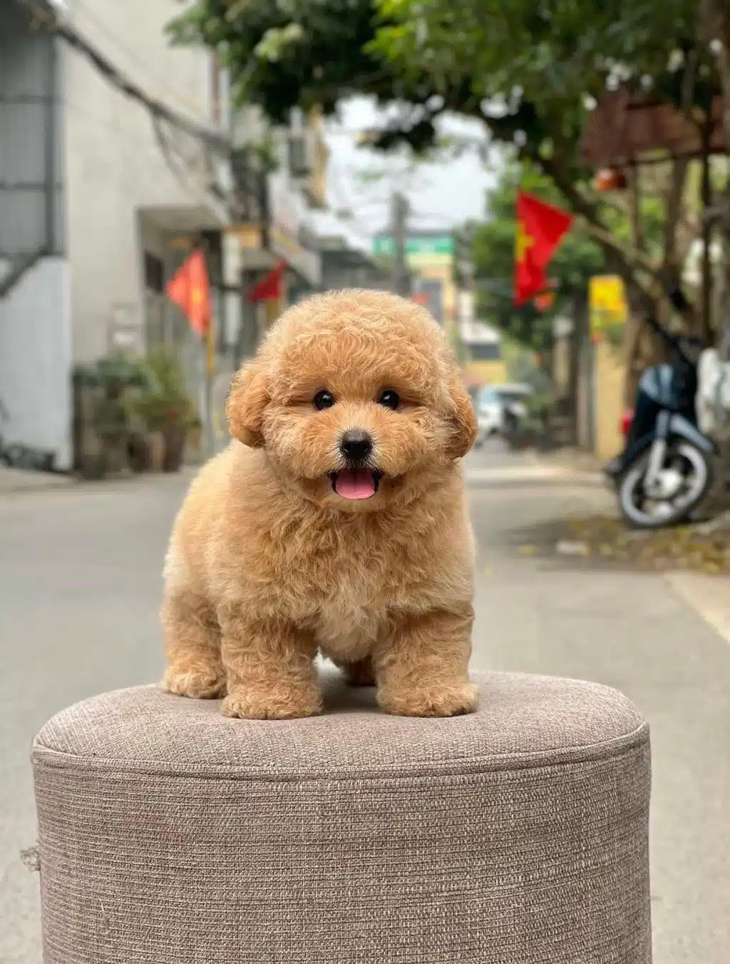 Show Duzeydeki Toy Poodle Cocuklarim