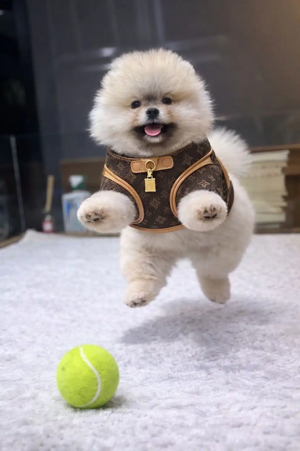 Orjinal Pomeranian Boo
