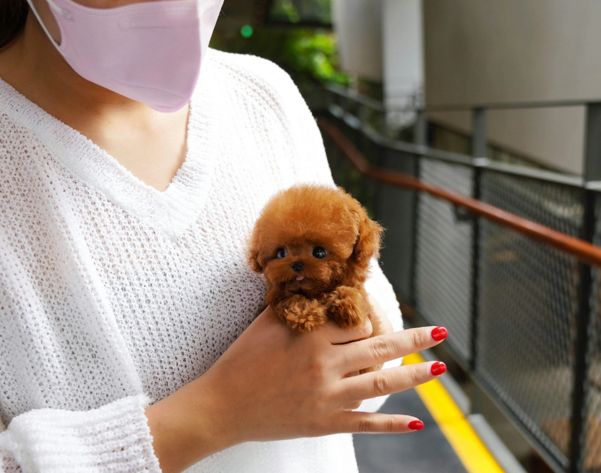 Micro Teacup Toy Poodle Yavrularim
