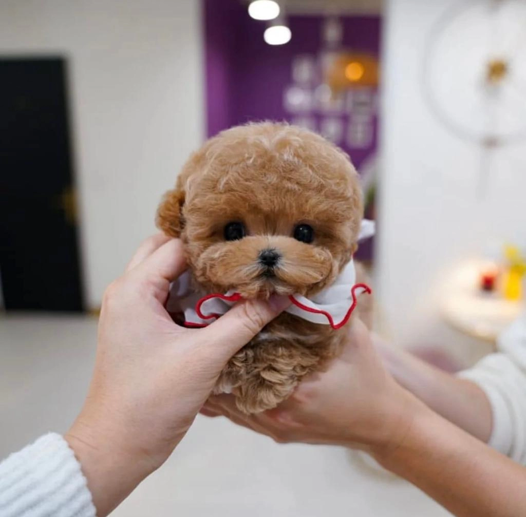 Korenin En güzel Ve Tatli Poodle Bebisleri
