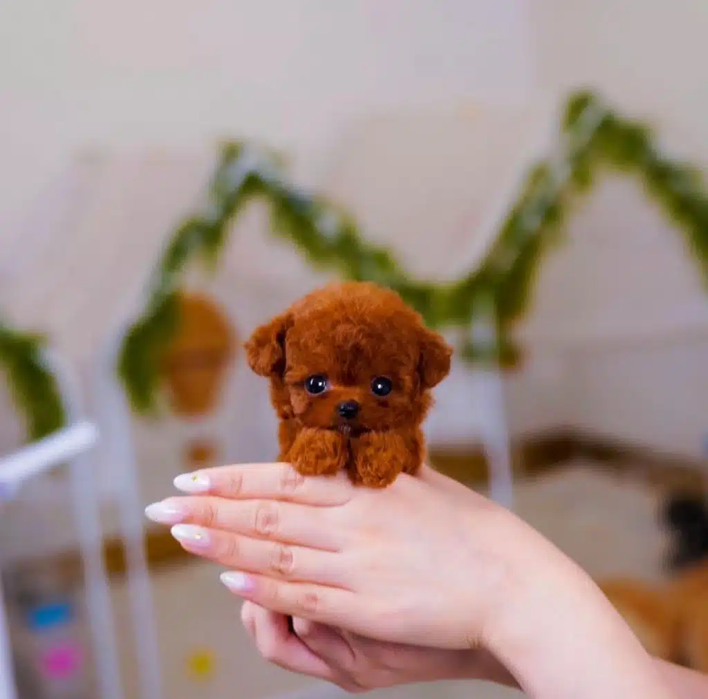 Dark Red Parmak Boy Poodle Yavrularım