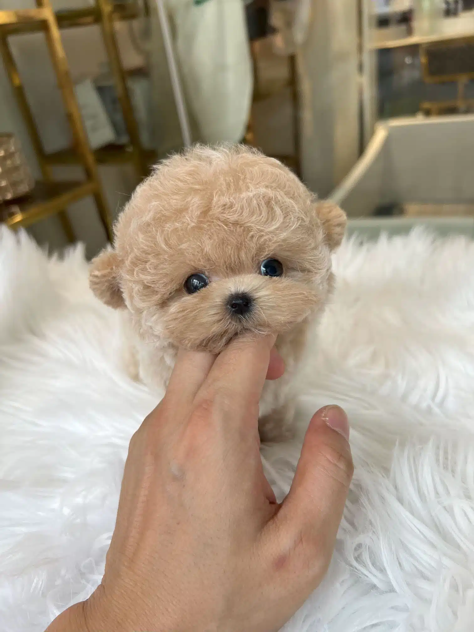 Gerçek Gülen Surat Kore Poodle Çocuklarım