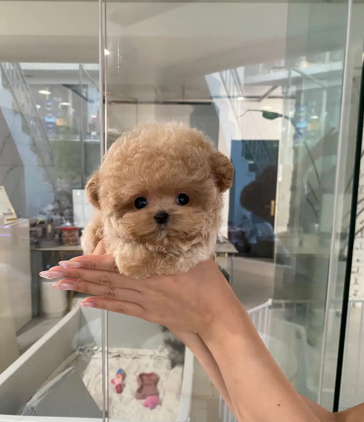 Pofuduk Özel Kore Toy Poodle Bebeklerimiz