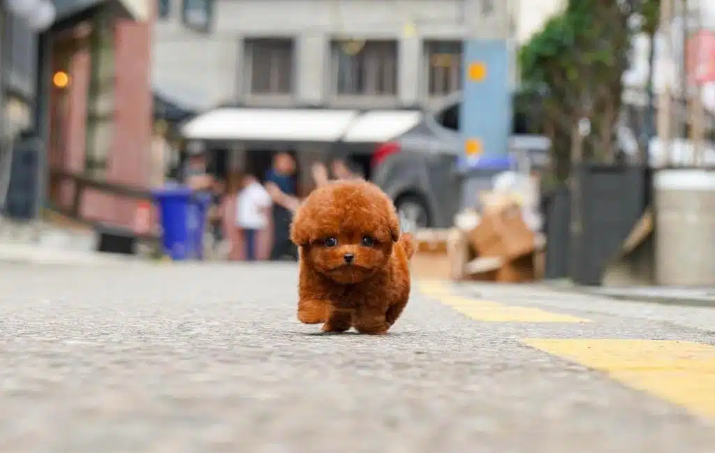 Korenin En Iyi Poodle Bebişleri