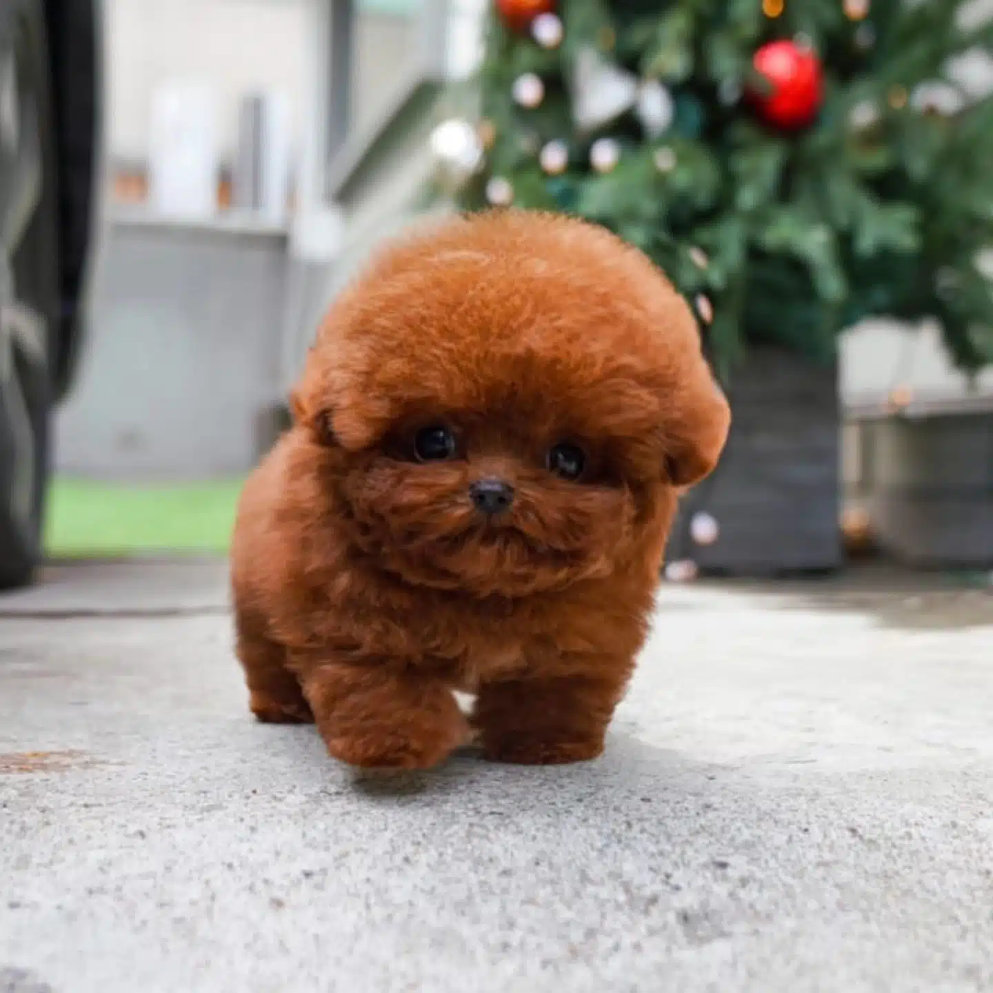 Irk Ve Sağlık Garantili Kore Toy Poodle Bebeklerimiz